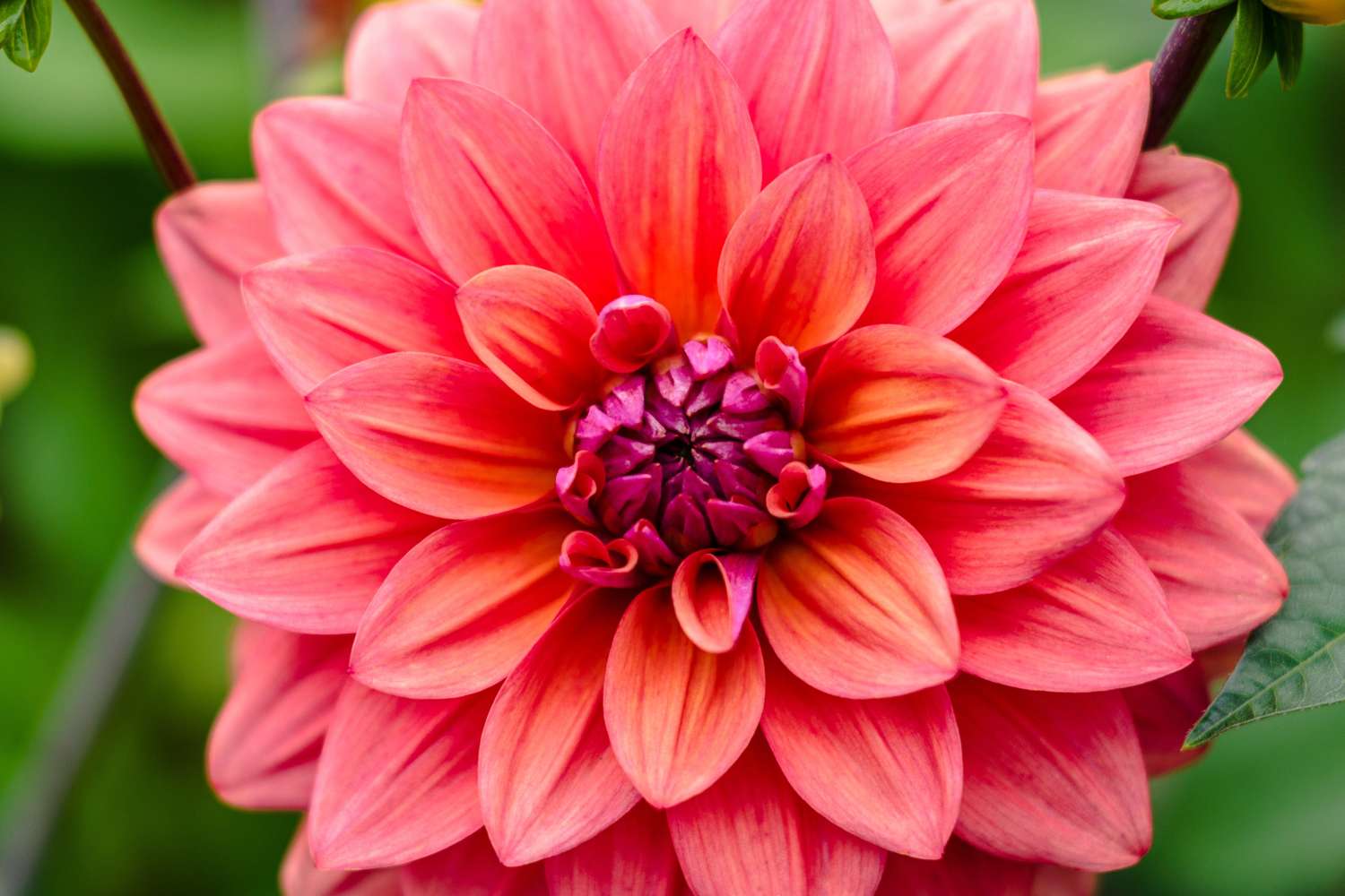 Dahlie ‘American Dawn’